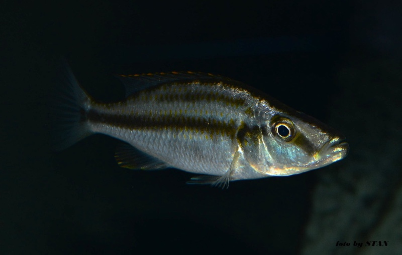 Dimidiochromis compressiceps